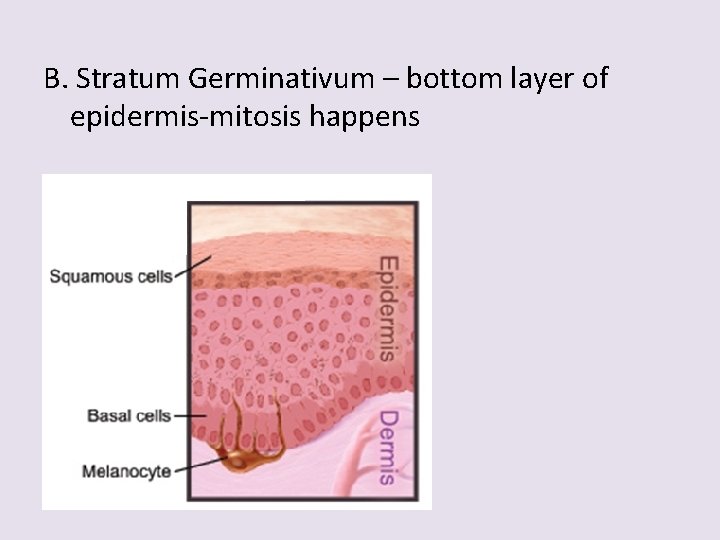 B. Stratum Germinativum – bottom layer of epidermis-mitosis happens 