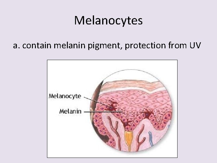 Melanocytes a. contain melanin pigment, protection from UV 