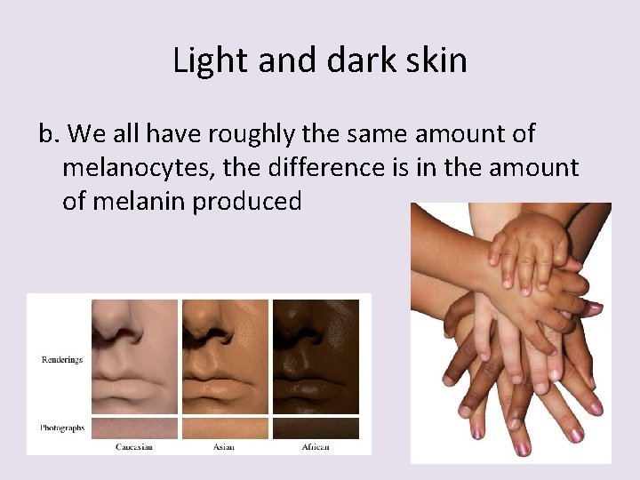 Light and dark skin b. We all have roughly the same amount of melanocytes,