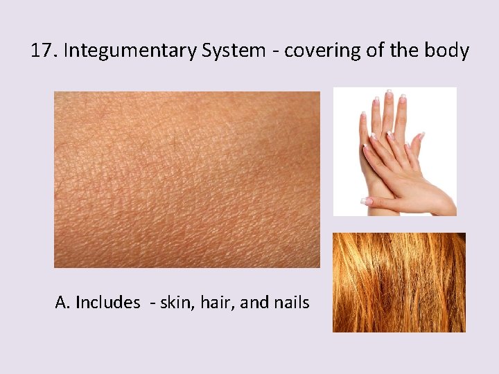 17. Integumentary System - covering of the body A. Includes - skin, hair, and