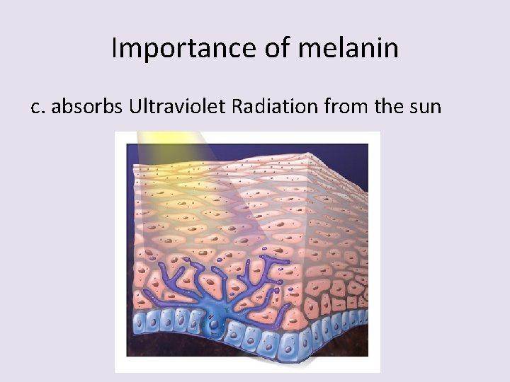 Importance of melanin c. absorbs Ultraviolet Radiation from the sun 