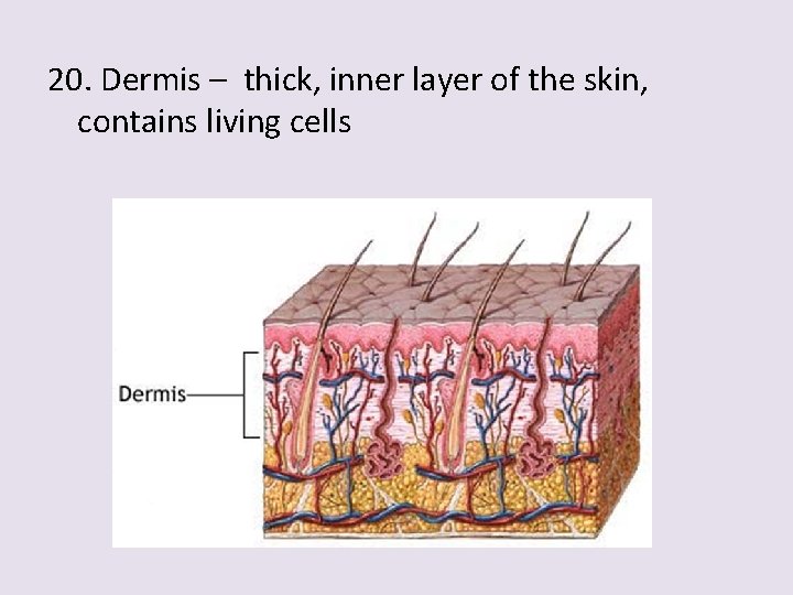 20. Dermis – thick, inner layer of the skin, contains living cells 