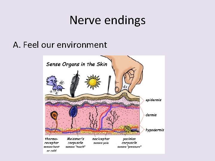 Nerve endings A. Feel our environment 