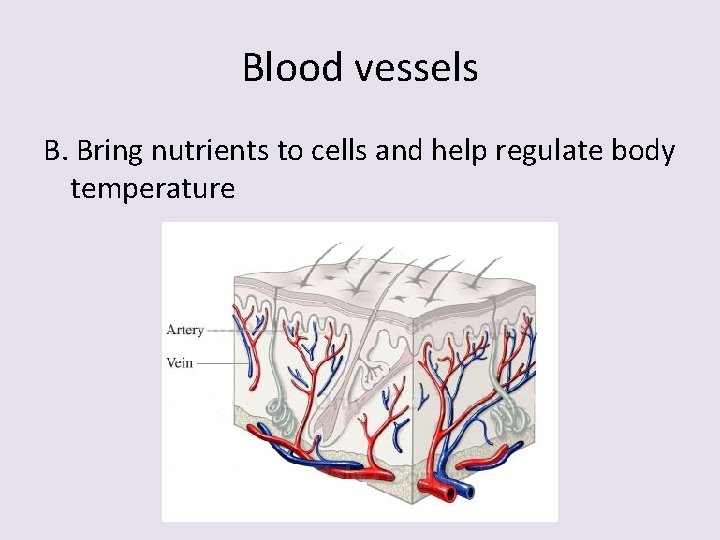 Blood vessels B. Bring nutrients to cells and help regulate body temperature 