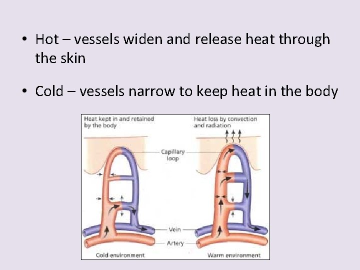  • Hot – vessels widen and release heat through the skin • Cold