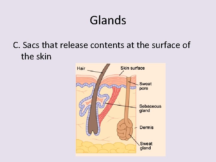 Glands C. Sacs that release contents at the surface of the skin 