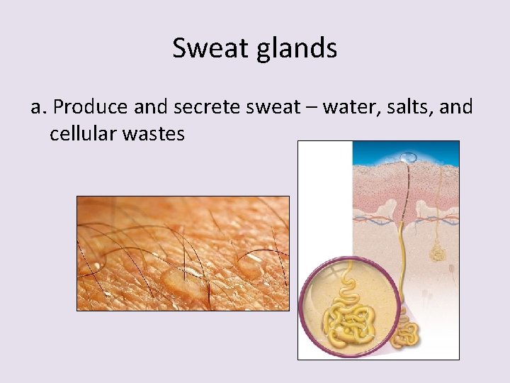 Sweat glands a. Produce and secrete sweat – water, salts, and cellular wastes 