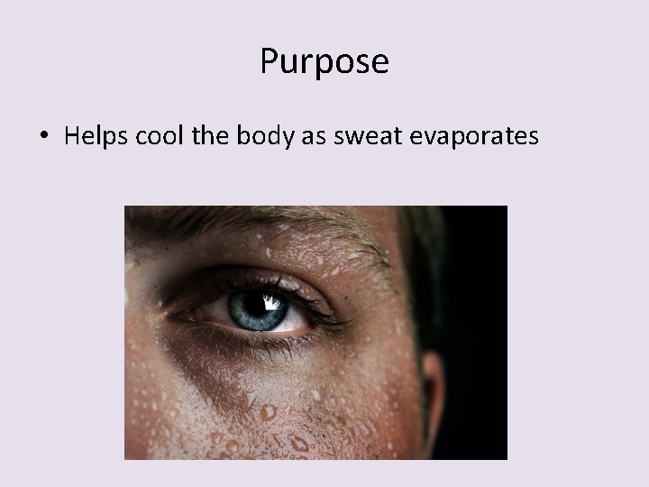 Purpose • Helps cool the body as sweat evaporates 