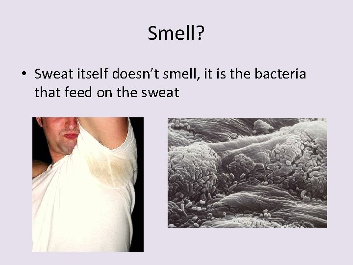 Smell? • Sweat itself doesn’t smell, it is the bacteria that feed on the
