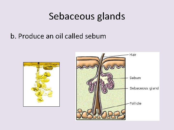 Sebaceous glands b. Produce an oil called sebum 