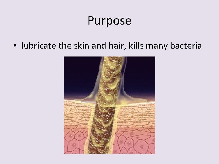 Purpose • lubricate the skin and hair, kills many bacteria 