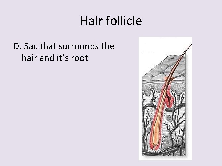 Hair follicle D. Sac that surrounds the hair and it’s root 