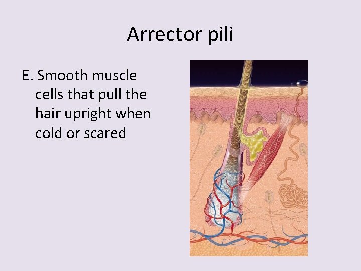 Arrector pili E. Smooth muscle cells that pull the hair upright when cold or