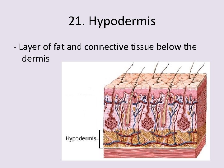 21. Hypodermis - Layer of fat and connective tissue below the dermis 