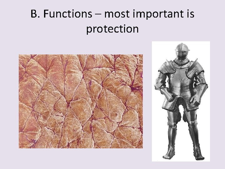 B. Functions – most important is protection 