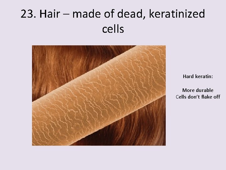 23. Hair – made of dead, keratinized cells Hard keratin: More durable Cells don’t