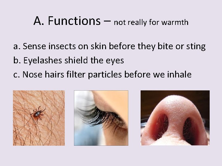 A. Functions – not really for warmth a. Sense insects on skin before they