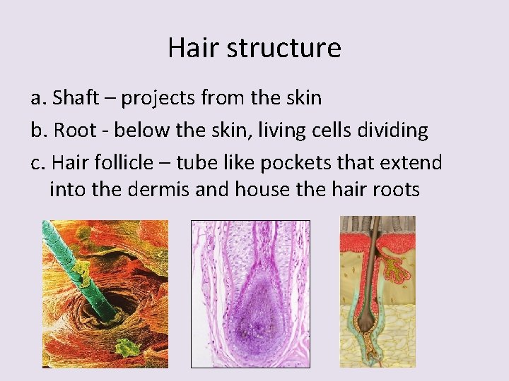 Hair structure a. Shaft – projects from the skin b. Root - below the