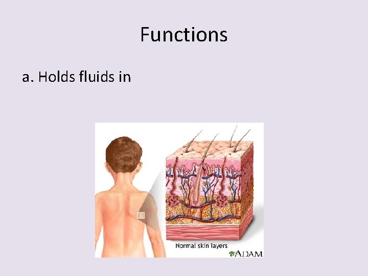 Functions a. Holds fluids in 