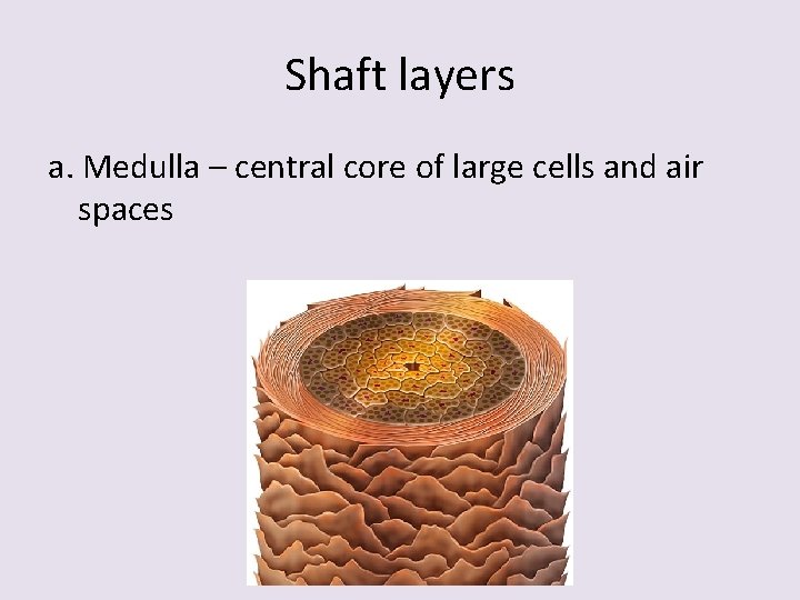 Shaft layers a. Medulla – central core of large cells and air spaces 