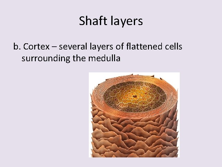 Shaft layers b. Cortex – several layers of flattened cells surrounding the medulla 