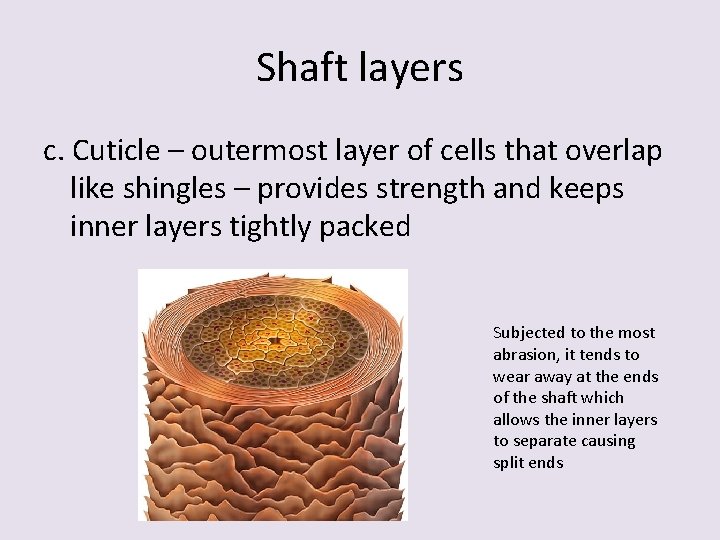 Shaft layers c. Cuticle – outermost layer of cells that overlap like shingles –
