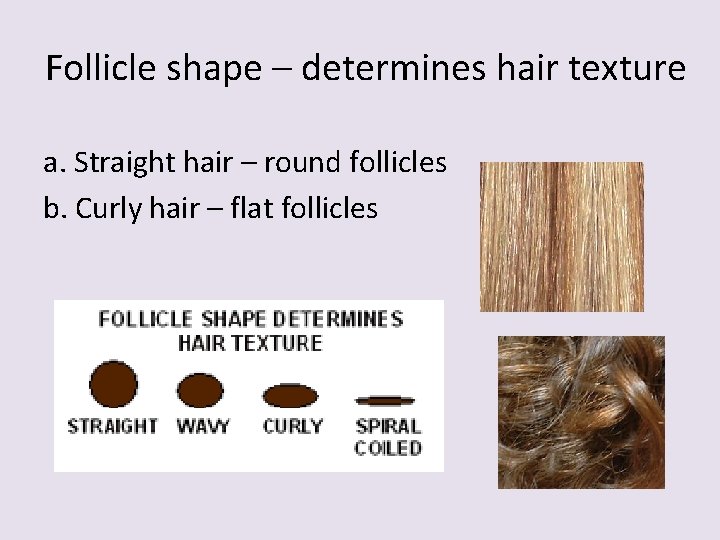 Follicle shape – determines hair texture a. Straight hair – round follicles b. Curly