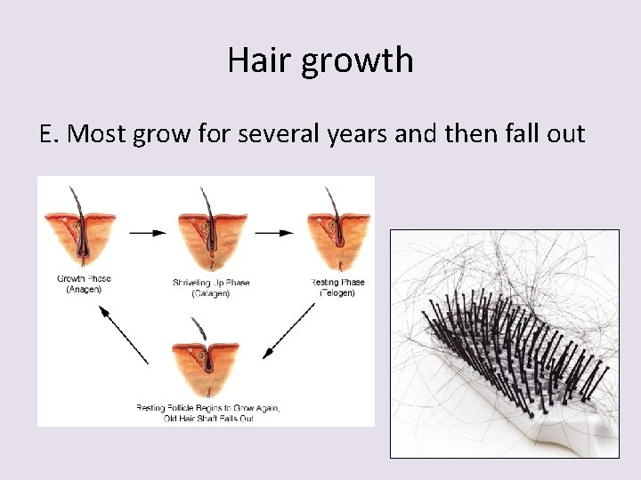 Hair growth E. Most grow for several years and then fall out 