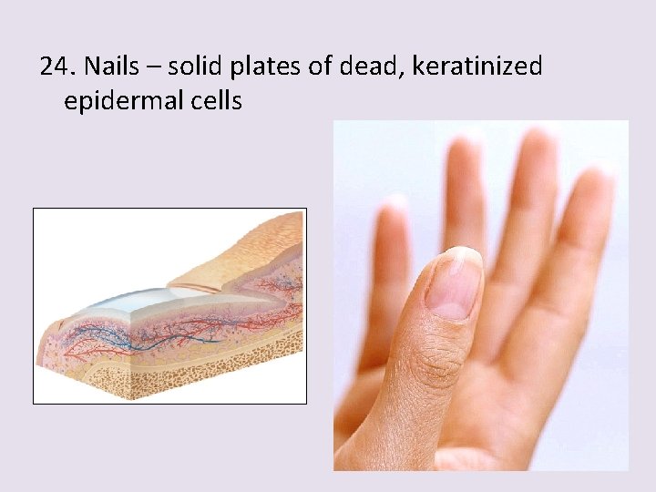 24. Nails – solid plates of dead, keratinized epidermal cells 