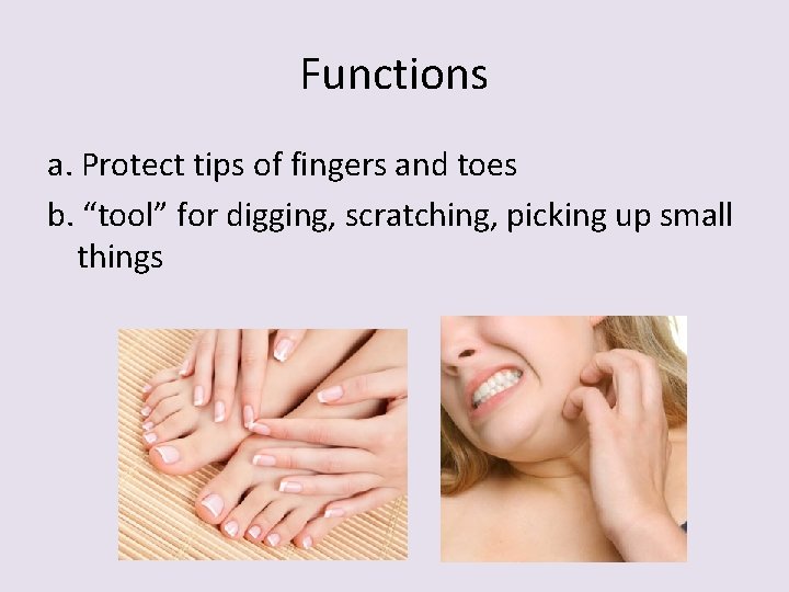 Functions a. Protect tips of fingers and toes b. “tool” for digging, scratching, picking