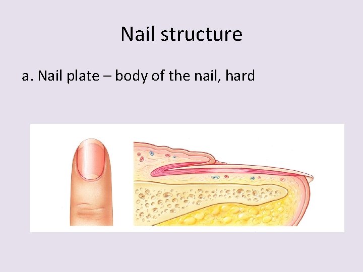 Nail structure a. Nail plate – body of the nail, hard 