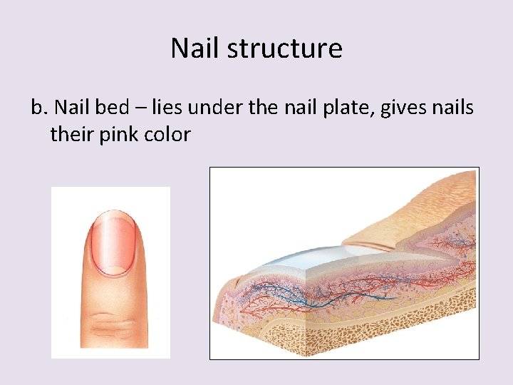 Nail structure b. Nail bed – lies under the nail plate, gives nails their