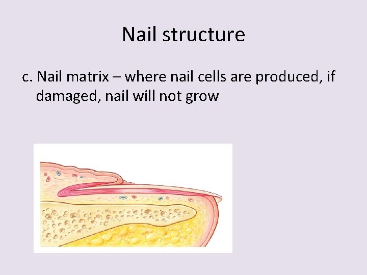 Nail structure c. Nail matrix – where nail cells are produced, if damaged, nail