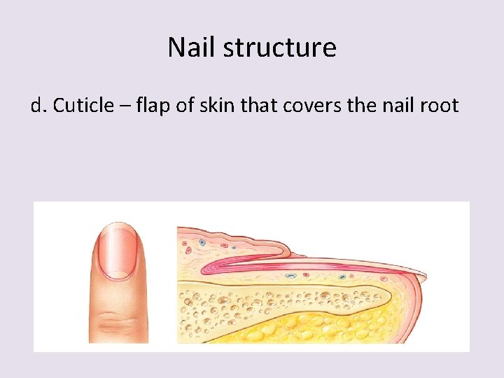 Nail structure d. Cuticle – flap of skin that covers the nail root 