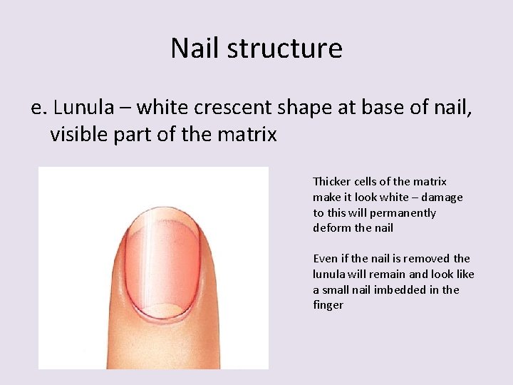 Nail structure e. Lunula – white crescent shape at base of nail, visible part