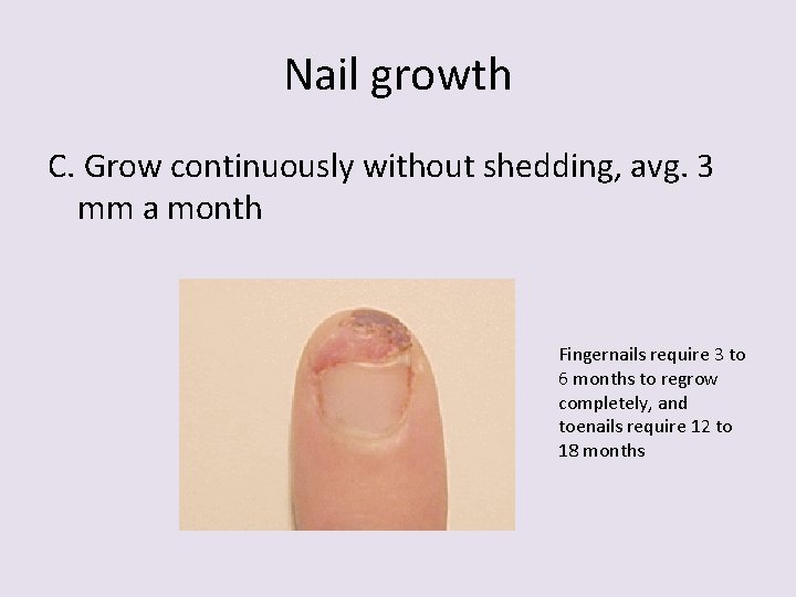 Nail growth C. Grow continuously without shedding, avg. 3 mm a month Fingernails require