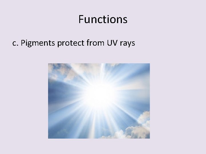 Functions c. Pigments protect from UV rays 