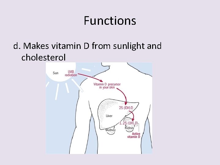 Functions d. Makes vitamin D from sunlight and cholesterol 