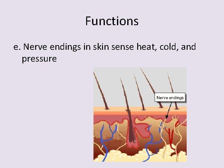 Functions e. Nerve endings in skin sense heat, cold, and pressure 