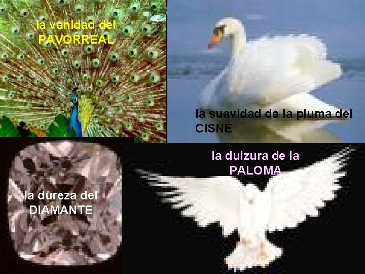 la vanidad del PAVORREAL la suavidad de la pluma del CISNE la dulzura de