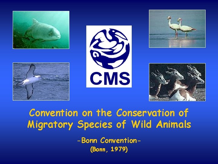 Convention on the Conservation of Migratory Species of Wild Animals -Bonn Convention(Bonn, 1979) 