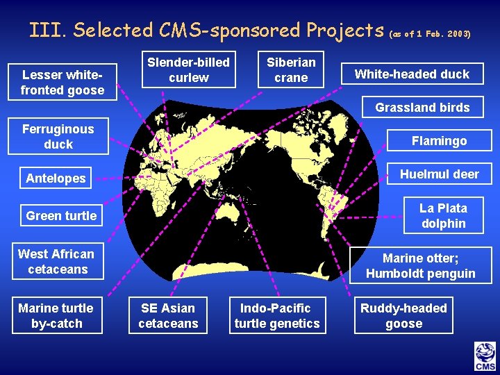 III. Selected CMS-sponsored Projects Lesser whitefronted goose Slender-billed curlew Siberian crane (as of 1