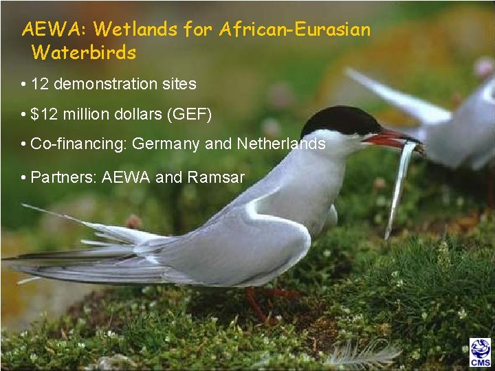 AEWA: Wetlands for African-Eurasian Waterbirds • 12 demonstration sites • $12 million dollars (GEF)
