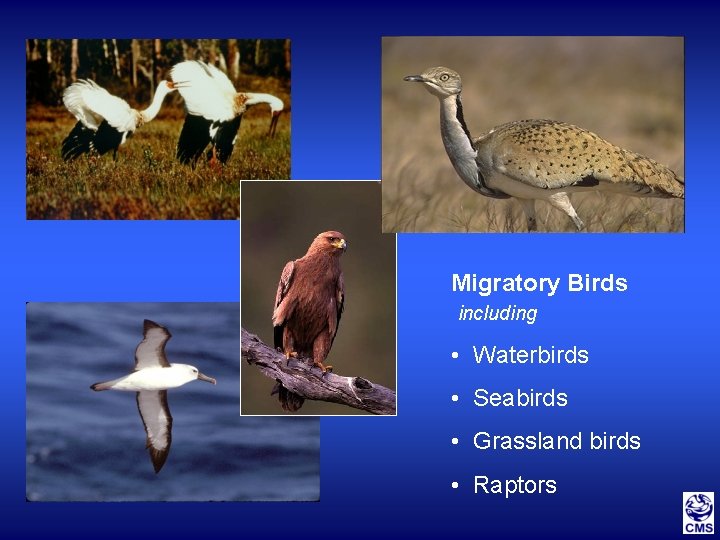Migratory Birds including • Waterbirds • Seabirds • Grassland birds • Raptors 