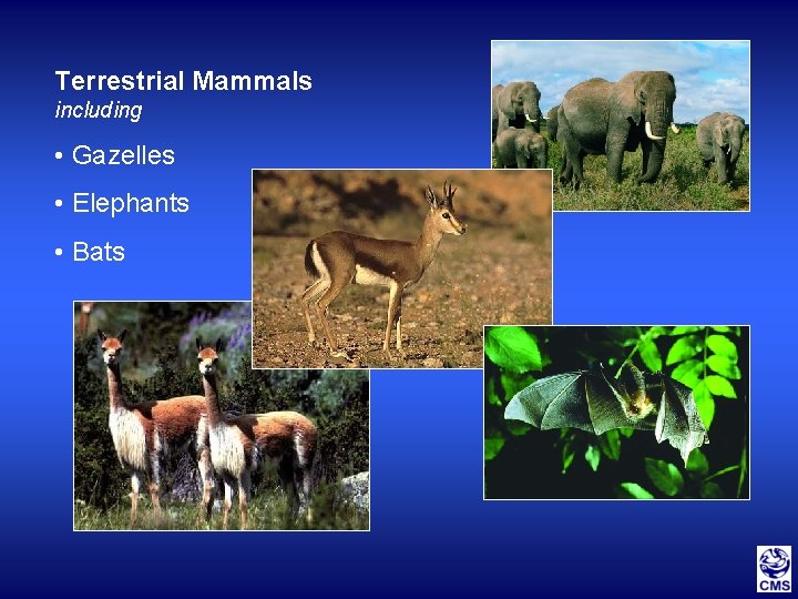 Terrestrial Mammals including • Gazelles • Elephants • Bats 