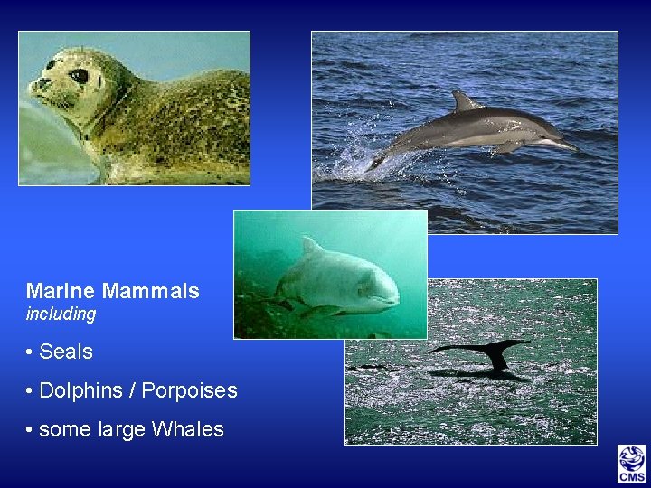 Marine Mammals including • Seals • Dolphins / Porpoises • some large Whales 