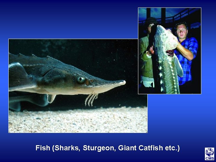 Fish (Sharks, Sturgeon, Giant Catfish etc. ) 