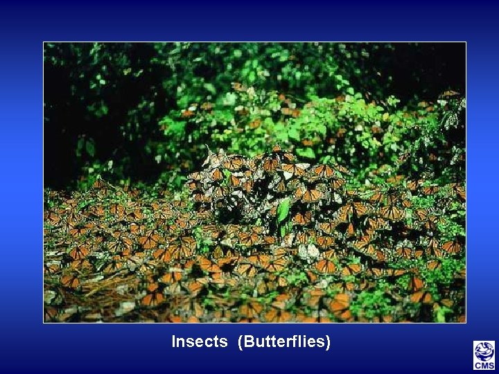 Insects (Butterflies) 