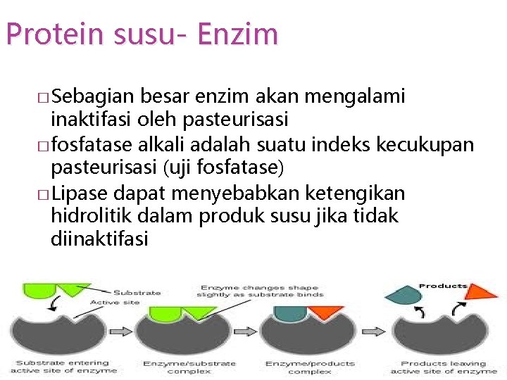 Protein susu- Enzim � Sebagian besar enzim akan mengalami inaktifasi oleh pasteurisasi � fosfatase