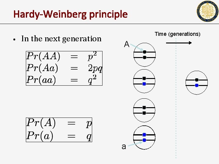 Hardy-Weinberg principle • In the next generation Time (generations) A a 